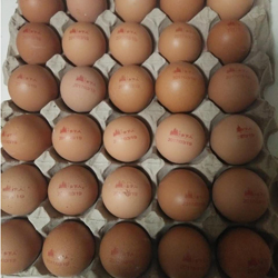 沂源鸡蛋喷码机在蛋品上的应用